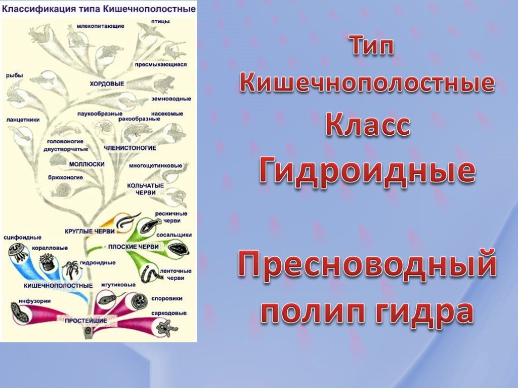 Как пополнить кошелек кракена