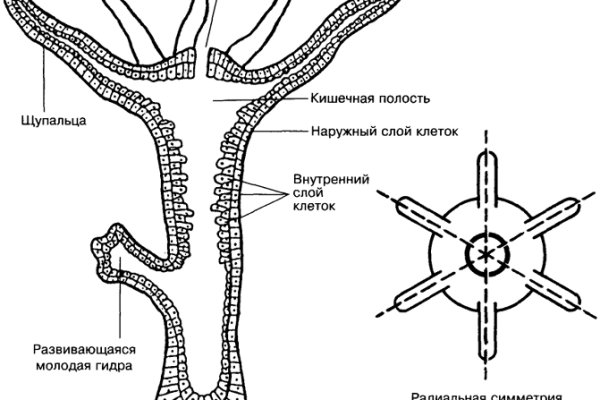 Как найти ссылку на кракен