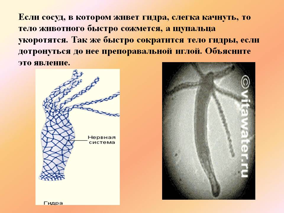 Зайти кракен через тор