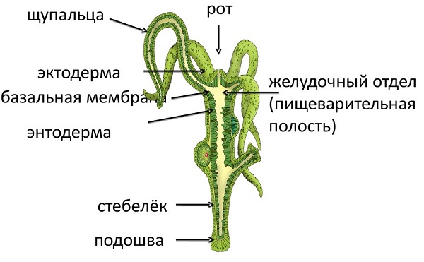 Кракен упал